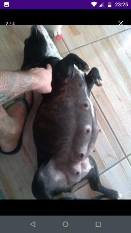 Buldog frances - Foto 3