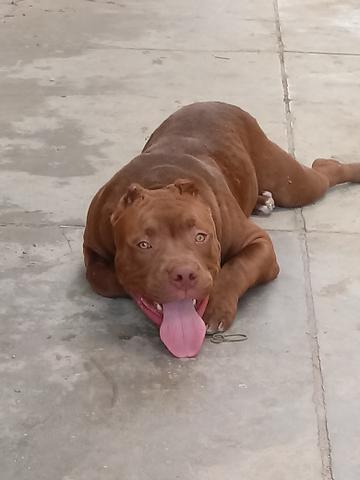 Vendo um pitbull - Foto 4