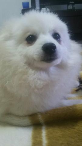 Lulu da pomerania( Spitz alemão anão )
