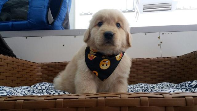 Ótima linhagem de Golden Retriever disponível
