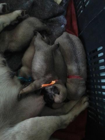 Filhotes de pug