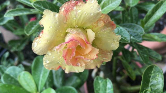 Rosa do deserto mudas especiais - Foto 2