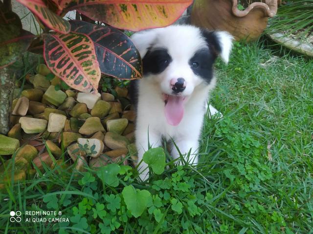 Border collie - Foto 2