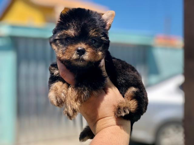 Fofura de filhote Mini Yorkshire Macho e Fêmea Canil Recanto Ribeiros - Foto 4