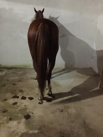 Potro sem papel 2.5 de idade muito lindo - Foto 3
