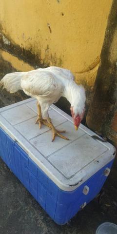 Galo de procedência