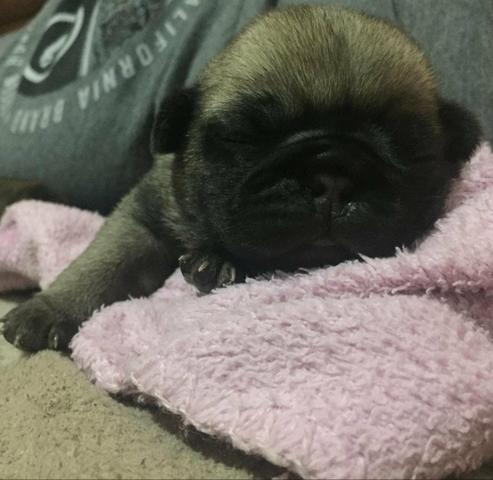 Vendo filhotes de Pug - Foto 3