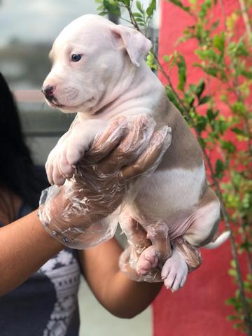 Pitbull - Foto 2
