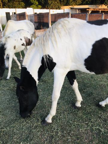 Vendo cavalo pampa - Foto 2