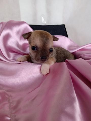 Chihuahua - Foto 3
