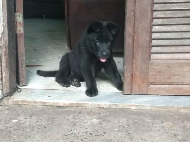 Vendo lindo filhote pastor belga - Foto 2