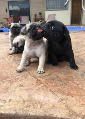 Pug filhote cão cachorrinhos pug