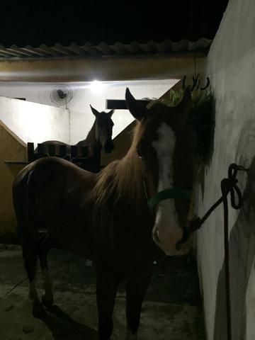 Potro sem papel 2.5 de idade muito lindo - Foto 4
