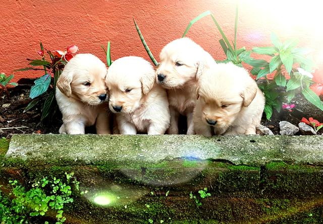 Filhotes Golden Retrivier - Foto 2