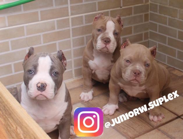 American Bully - Foto 2
