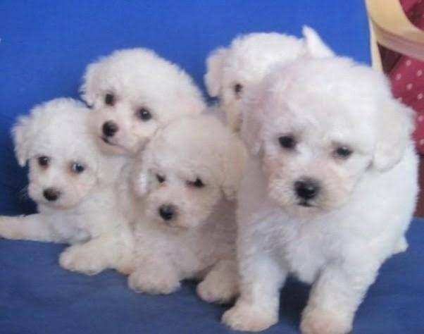 Lindos filhotes de poodle macho com 45 dias de vida d vacinação