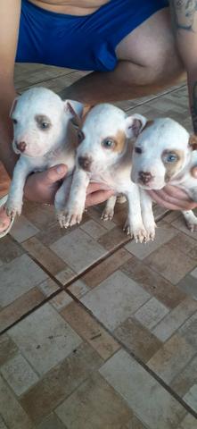 Filhotes de Pitbull Puro - Foto 4