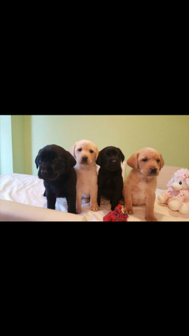 Labrador filhotes