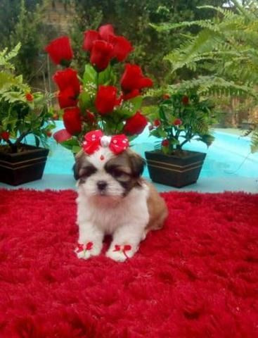 Shihtzu Fêmea Parcelamos em ate 12x ja vacinada