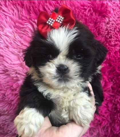 Shihtzu Fêmea Parcelamos em ate 12x ja vacinada - Foto 3