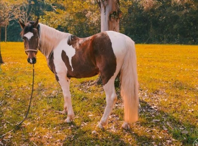 Lindo cavalo Tubiano - Foto 3