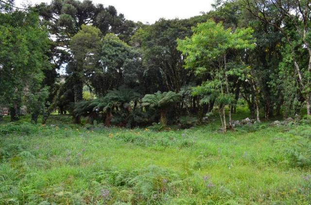 Terreno à venda, 5000 m² por r$ 3.500.000,00 - vila suica - canela/rs - Foto 10