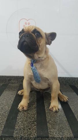 Bulldog francês - Foto 3
