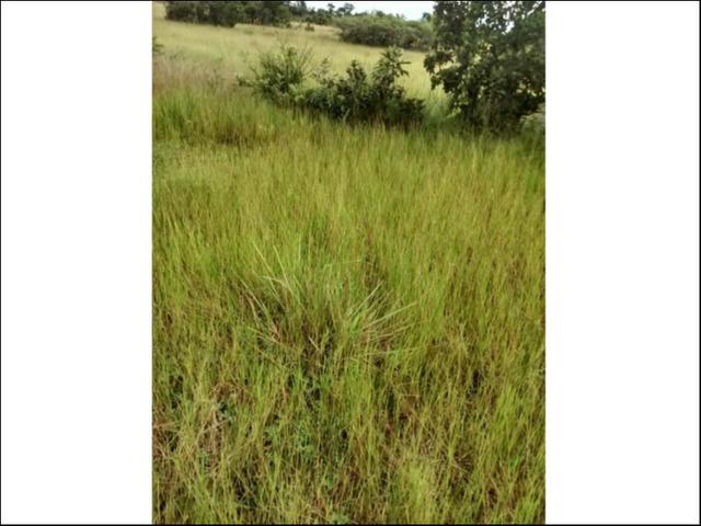Fazenda em Cáceres 2.627 hectares á venda - Foto 5