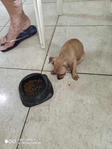 Vendo Pinscher - Foto 3