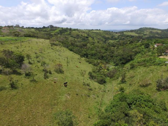 Sítio 7 Hectares - 5 Nascentes em Chã Grande - Foto 14