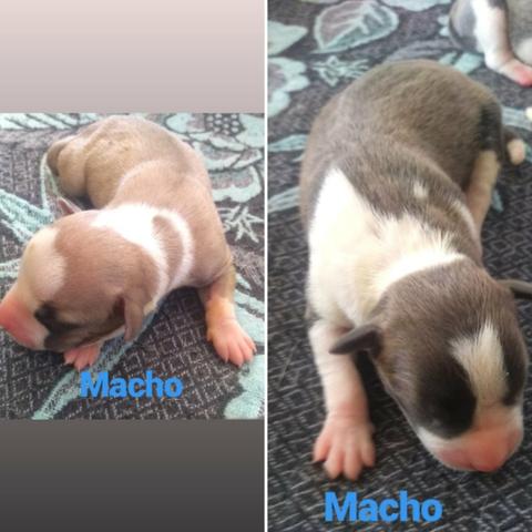 Filhotes de American Bully com Pitbull Red nose - Foto 4