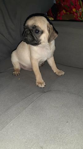 Pug filhote macho - Foto 2