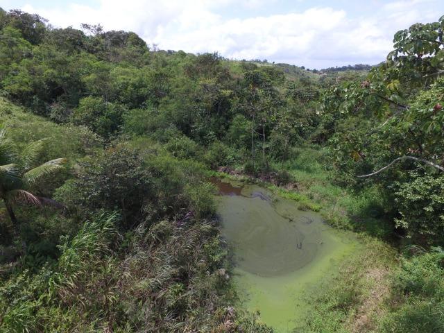 Sítio 7 Hectares - 5 Nascentes em Chã Grande - Foto 7