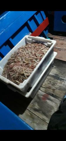 Bote pesca 11 mil - Foto 6