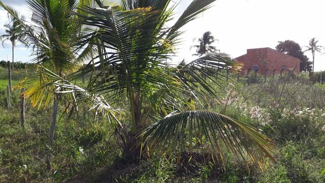 Vendo lotes terreno - Foto 3