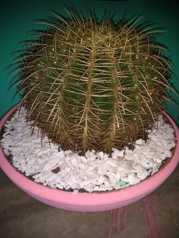 Cacto Echinocactus - Foto 2