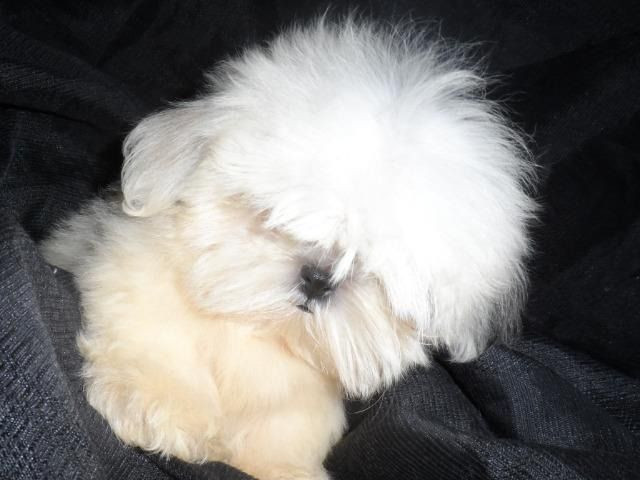 Shih tzu fêmeas. Apaixonantes! A sua felicidade e de sua família. Achou!!! - Foto 2