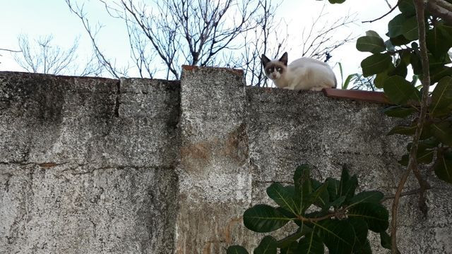 Doação gatinha - Foto 2