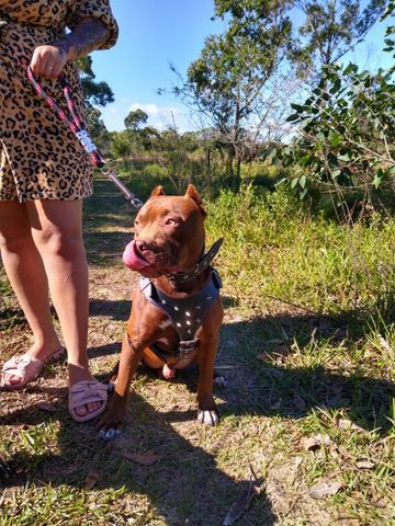 Pitbull procura namorada - Foto 3