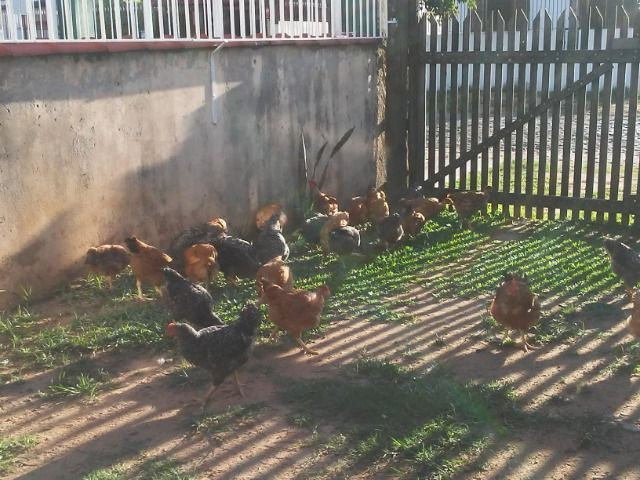 Frangos - Foto 4