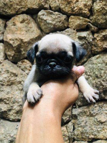 Fofo filhote te pug preto