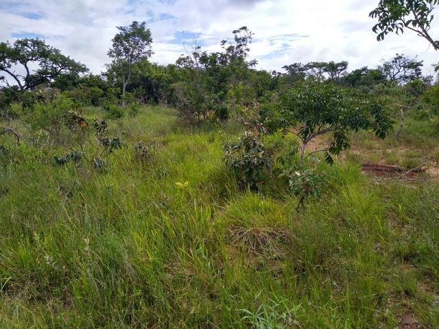 Sítio com 38 hectares as margens do Ribeirao Ze Pedro! - Foto 3