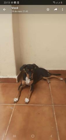 Estou doando este lindo cachorrinho