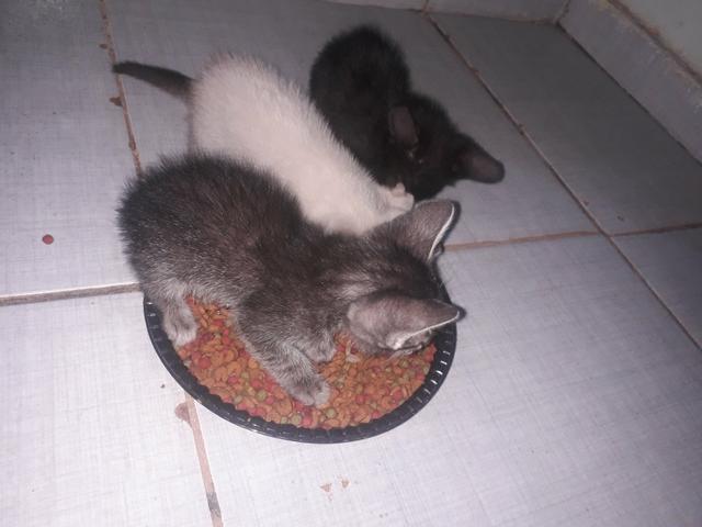 Doação de 4 filhotes - Foto 4