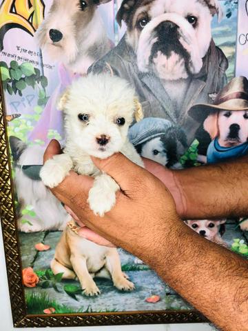 Lindos filhotes de poodle macho com 45 dias de vida d vacinação - Foto 2