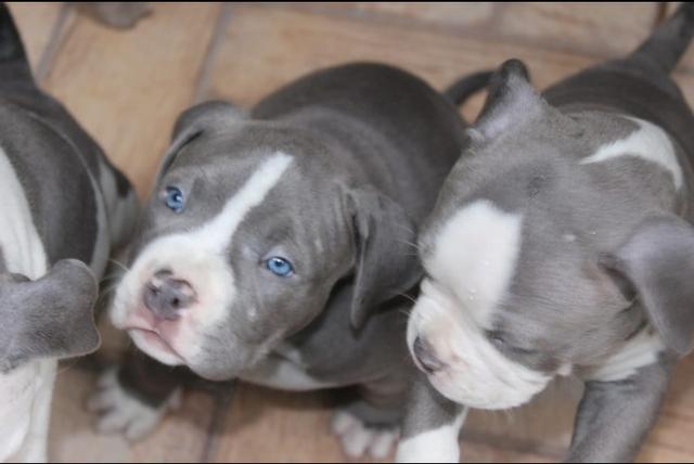 American Bully - Foto 3