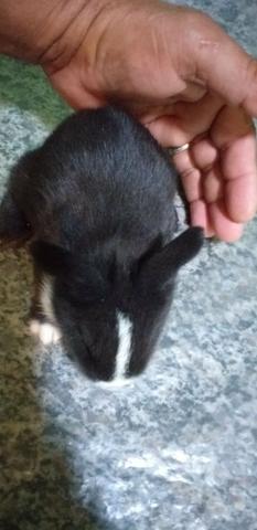 Coelhos - Foto 3