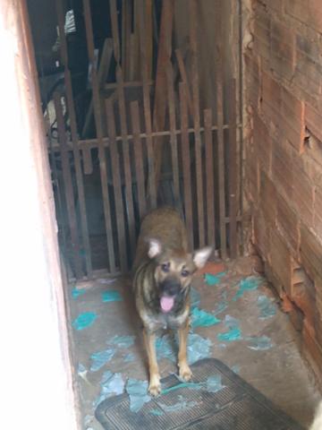 Estou doando essa cachorra - Foto 3
