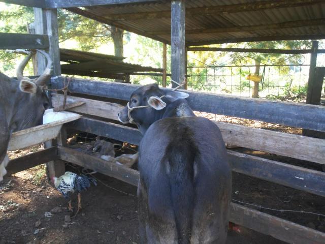 Vende-se vacas - Foto 4