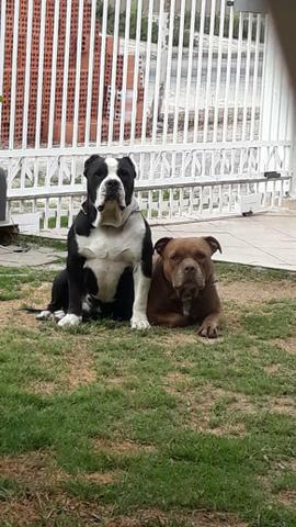Cruza "Canil Forbeck's bull kennel" - Foto 2
